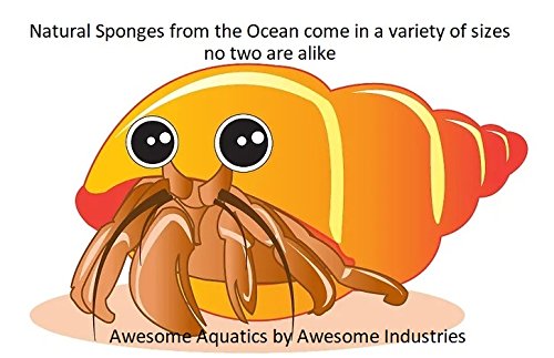 Awesome Aquatic 4-Pack of Hermit Crab Sea Sponges (Jumbo 4 pk) Jumbo 4 pk - PawsPlanet Australia