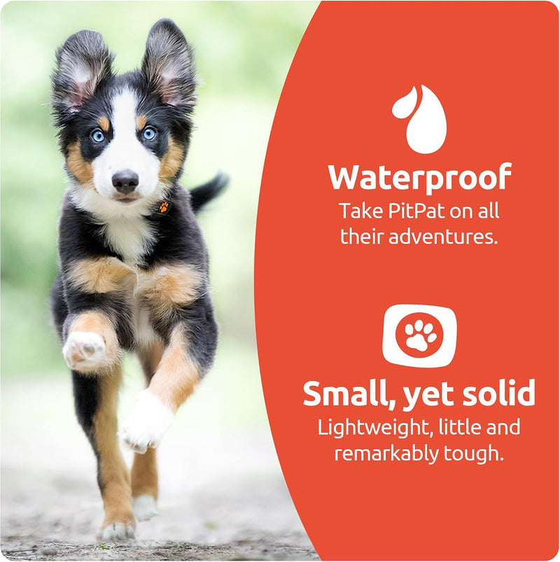 Pitpat - activity monitor for dogs