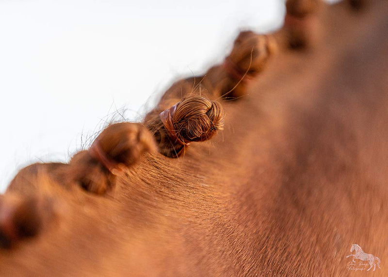 Animalon mane rubbers made of silicone | Braiding elastics for horse hairstyles | gentle braiding with tear-resistant mane elastics | Ideal tournament accessories for horses (300 pieces, brown) 300 pieces (pack of 1) - BeesActive Australia