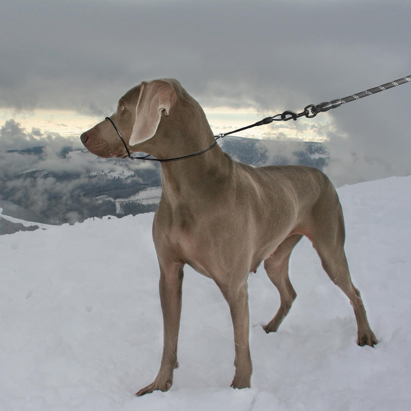 LOS ANDES Dog Head Collar to Stop Pulling on The Lead, Headcollar for Dogs, Professional Training Aid for Medium Dogs, Adjustable and Easily Control (Suit for Dog Neck+Mouth Under 30inch) Silver - BeesActive Australia