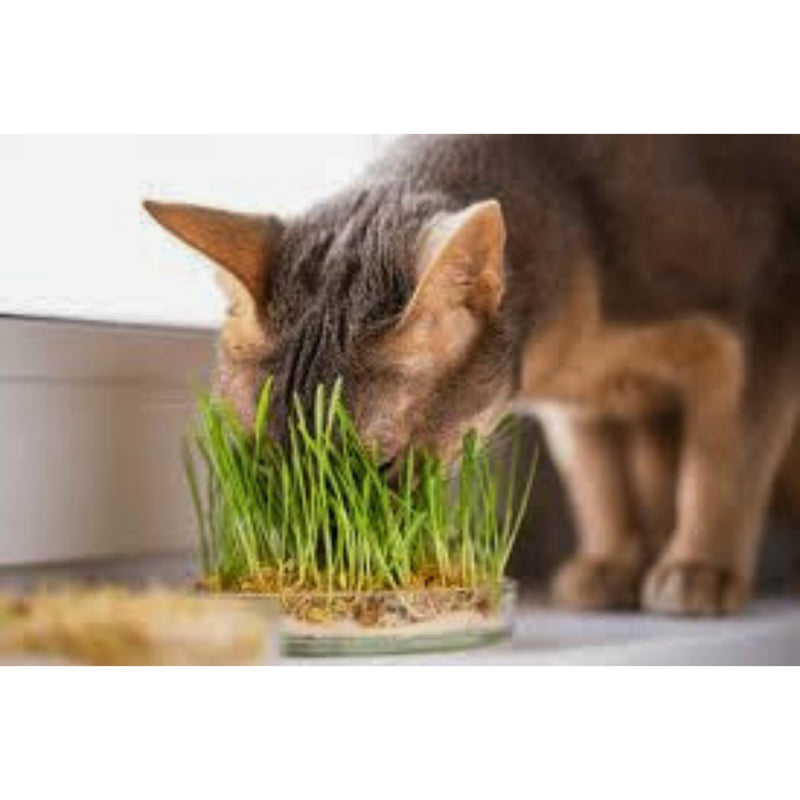 TheGuard Cat Grass Seeds Grow at Home Kit 5-Pack & Natural Wooden 6-Pack Catnip Sticks | Indoor Grass Seeds, Silvervine Matatabi Dental Chew Sticks for Indoor Pet Hairball Natural Chewer
