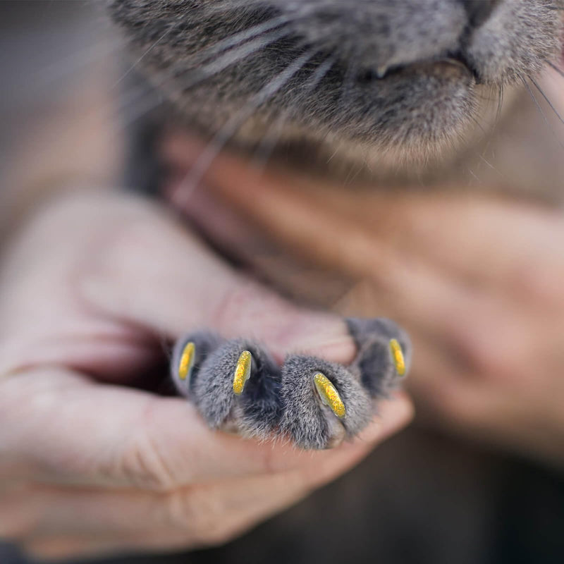 Cat Nail Caps with Glue - 20pcs Pet Kitten Cat Claw Caps Cat Claw Covers for Small Medium Large Cats - Crystal Gold M - BeesActive Australia