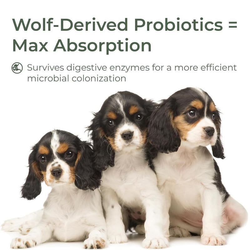Dog Probiotic Powder for Digestive Support | 5 Billion CFU | Gut Health & Immunity Support | Mix-in Powder | 60g | Unflavoured (60g)