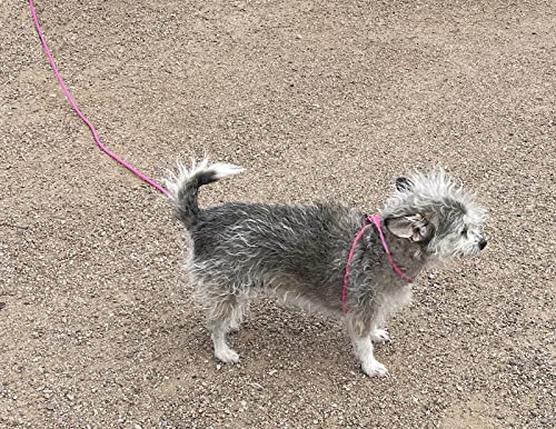 12-Foot Mini Pig Harness - Adjustable Harness & Leash for All Animals - Pigs, Ferrets, Rabbits, Guinea Pigs, Dogs, Cats, Reptile, and Chickens Pink - BeesActive Australia