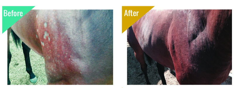 Horse Medicated Body Wash | Clinically Proven Effective for Girth Itch, Scratches, Hives, Rain Rot, Dry, Irritated Skin & Hair Loss | Veterinary Approved & Recommended 32 oz Bottle - BeesActive Australia
