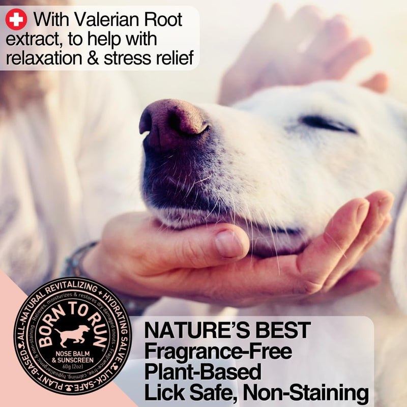 Born To Run Dog Nose Balm | Dry Cracked Chapped Snout Soother | Moisturizes Heals Natural Sunscreen & Cold Winter Protection | Hyperkeratosis Relief Plant-Based Fragrance-Free Lick Safe Nose Cream 2oz - PawsPlanet Australia