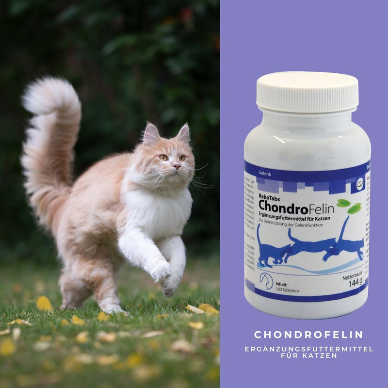 ChondroFelin joint support chewable tablets for cats: with green-lipped mussel, devil's claw, chondroitin sulfate & MSM, 180 pieces - BeesActive Australia