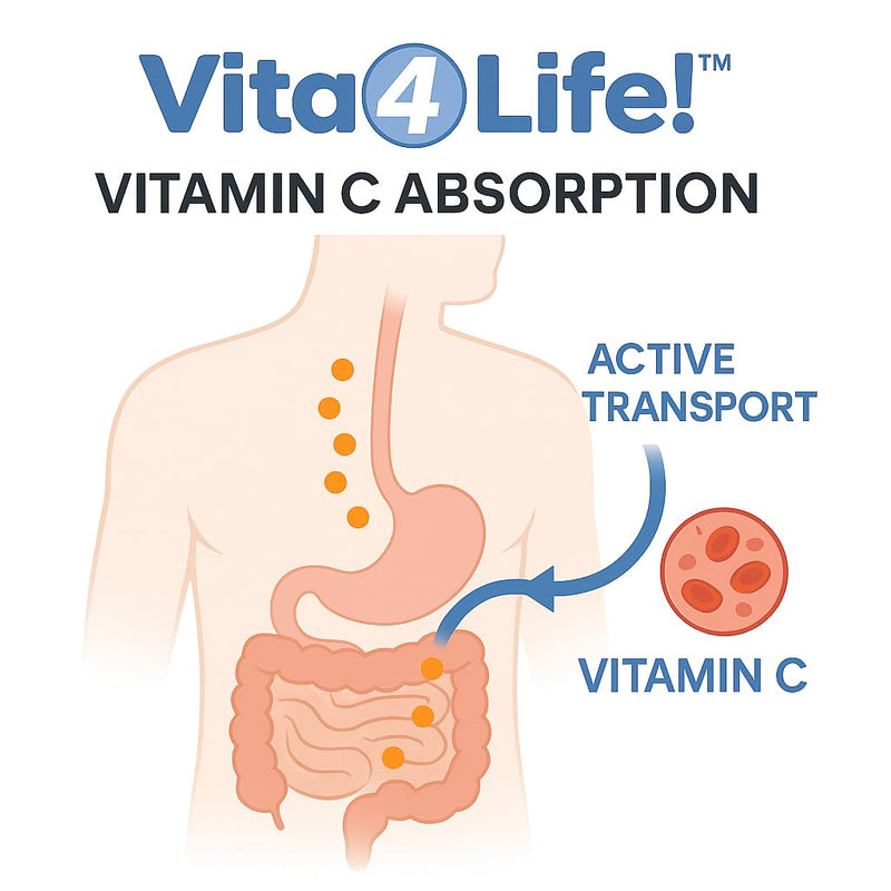 Vita4Life!® Vitamin C 1000mg with Zinc & Bioflavonoids - 240 Capsules - High Potency Immune Support, Antioxidant Protection - Non-GMO, Gluten Free - GMP Certified