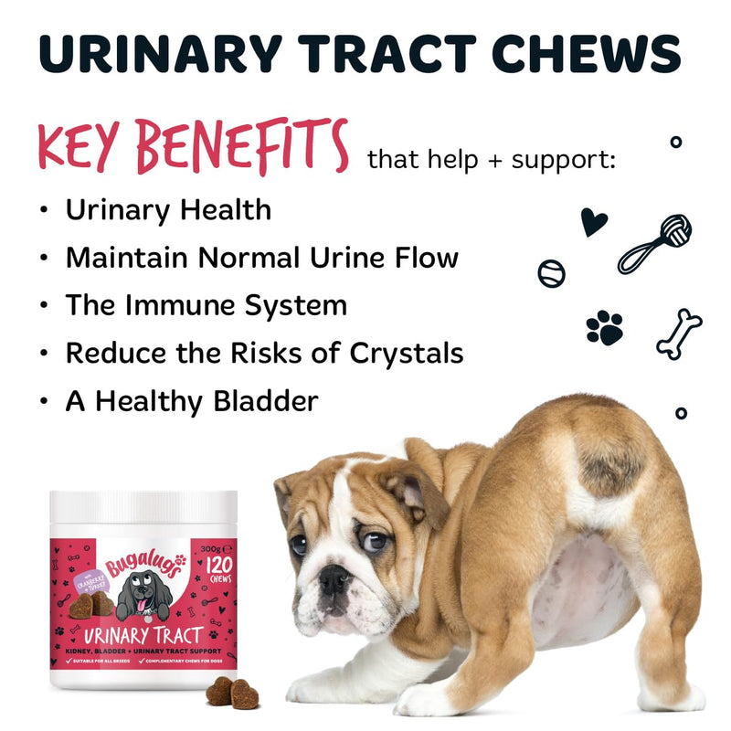 Bugalugs Urinary Tract Dog Chews helps stop dogs urinating in house & dog incontinence. supports UTI, Bladder & Kidney with Cranberry, D-Mannose & Marshmallow root. Grain free dog treats -120 chews
