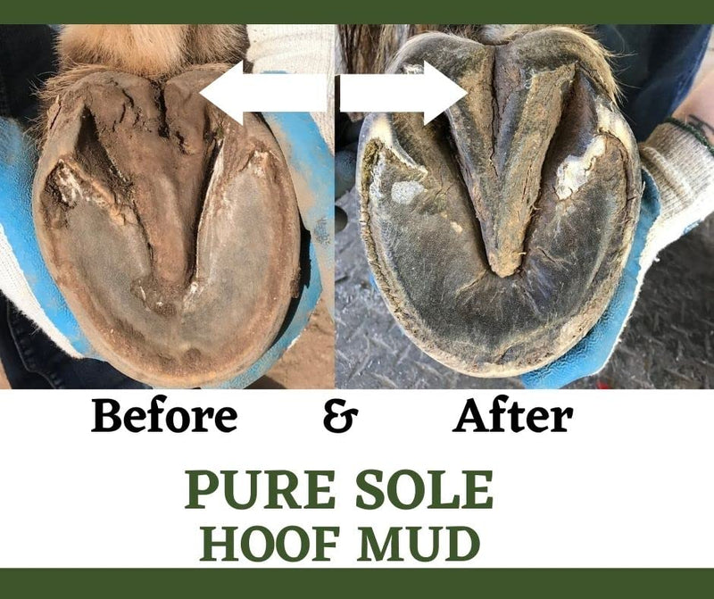Thrush Treatment for Horses - Pure Sole Hoof Mud - Hoof Clay for Horses - A Horse Hoof Care Product for Thrush, White Line, and Hoof Wall Separation | Use Regularly for A Healthy Hoof. - 16 oz. - BeesActive Australia