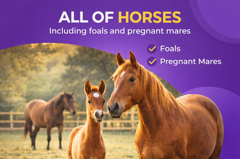 IverGuard Horse Paste 1.87%: Apple-Flavored Horse Paste, Up to 3086lbs, 15g