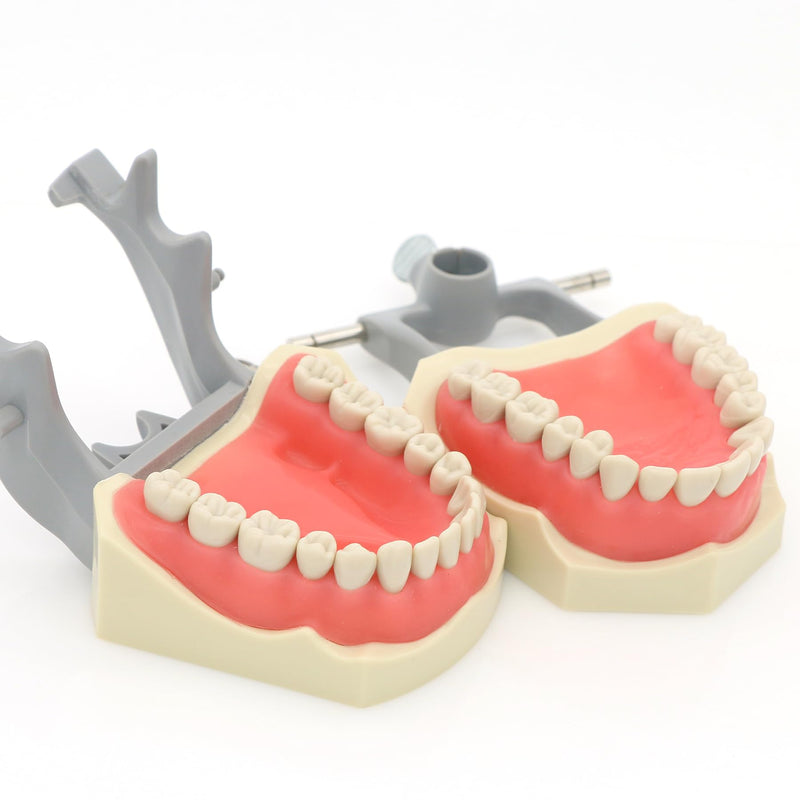 Dental Columbia 860 Type 32 Pcs Removeable Teeth Typodont Exam Restorative Model M8030 (M8030)