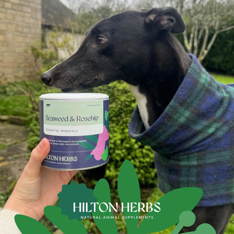 Hilton Herbs Seaweed & Rosehip Natural Dog Supplement. 100% Natural Ingredients. Daily Nutrition and Dental Care for Dogs. Help Fight Against Plaque and Combat Bad Breath. 125 g