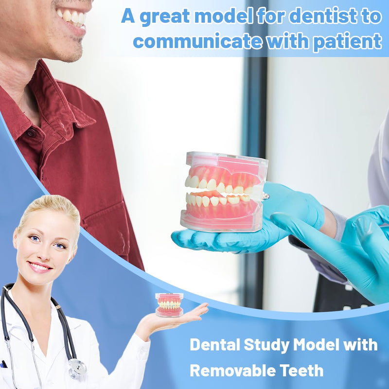 Dental Demonstration Teeth Model with All Removable Teeth, Standard Study Teaching Dental Model Teeth Education and Demo Typodonts Model Ideal for Dental Professionals and Students - BeesActive Australia