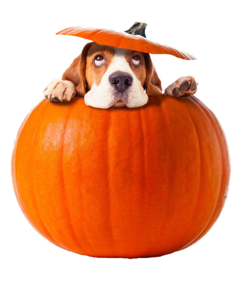 Pumpkin Powder for Dogs Digestive Supplement for Anal Gland Dog Diarrhea Treatment Prebiotics Probiotics for Dogs UK Dog Food Topper, Puree Powder Tasty Chicken Flavour