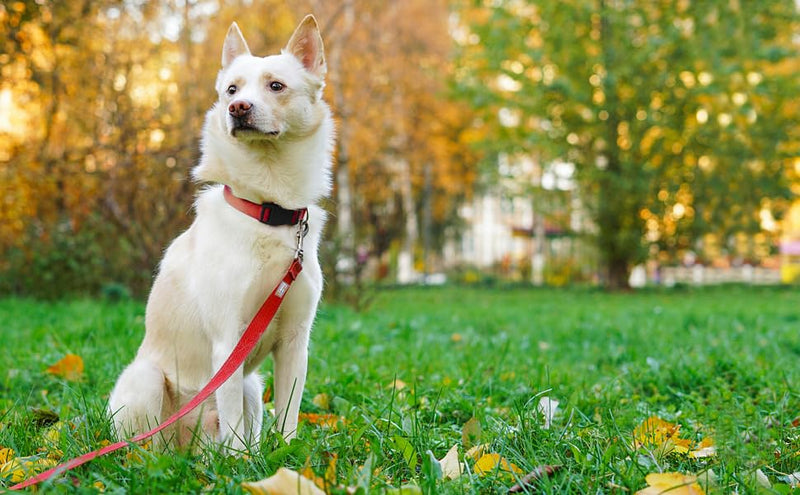 Basic Dog Leashes 6 FT Padded Handle Nylon Dogs Leashes for Large Dogs Red Large : 1" x 6 FT - BeesActive Australia