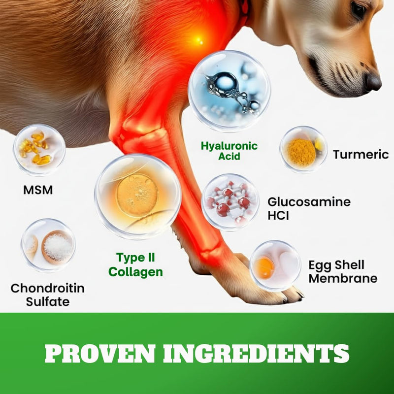 Dog Joint Supplement Chews with Glucosamine & MSM & Omega 3–Joint Support for Senior & Large Breed Dogs, Alternative for Longevity & Healthy Aging, Mobility Treatment & Flexibility with CoQ10-120 Ct