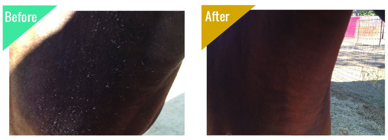 Horse Medicated Body Wash | Clinically Proven Effective for Girth Itch, Scratches, Hives, Rain Rot, Dry, Irritated Skin & Hair Loss | Veterinary Approved & Recommended 32 oz Bottle - BeesActive Australia