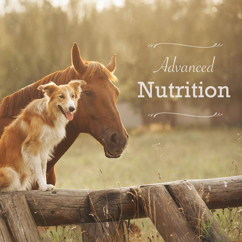 Electro-Probiotic Paste, Quick and Easy Source of Electrolytes and Probiotics for Stressed Horses (30 Grams) - BeesActive Australia