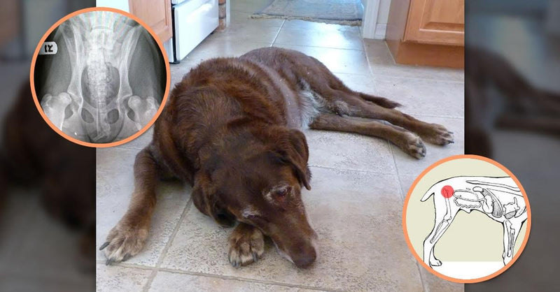 Extend Joint Care for Dogs - BeesActive Australia