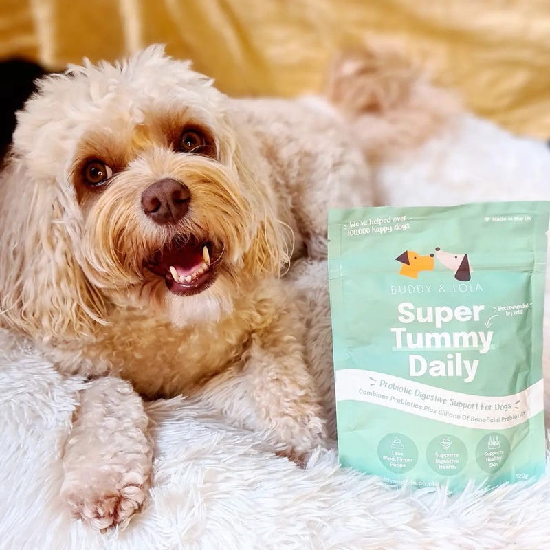 Buddy & Lola Joints and Tummy Bundle for Dogs - High CFU Count, Plant-Based Dog Probiotics for Gut Health - Dog Probiotic Powder with Prebiotics for Skin Health & Joint Support Supplement Value Joints and Tummy Bundle