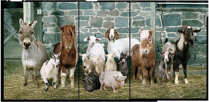 Probiotics Dispersable Powder Pet Probiotic All Species, Probiotics for Pigs, Horses, Sheep, Goat, Dog, Cat, Bird, Rabbit, Chickens(240 gm) Farmalab