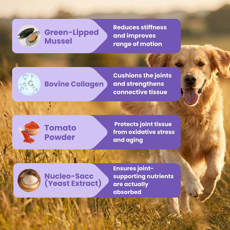 YEARS Breed Health+ Vet Certified Prebiotic Joint Support for Dogs Nutritional Supplement Powder for Mobility | 40g | Fussy Dog Approved for Sensitive Stomachs