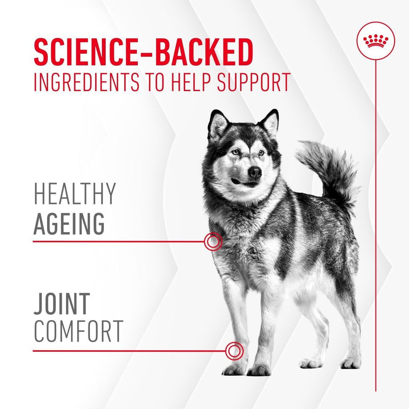 Royal Canin Dog Supplement for Joint & Ageing Soft Chews 240g