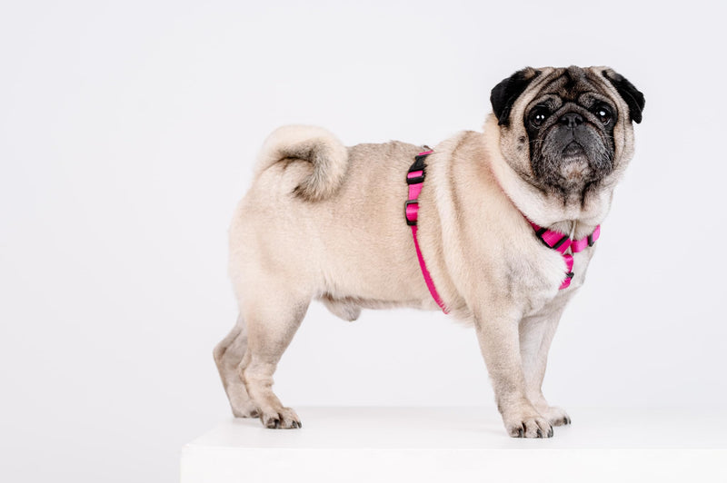 Chaba Guard Dog Harness for Small and Medium Dogs with Control, Anti-Pull & Choking, Adjustable, Comfortable and Lightweight, Classic Step-in Chest Harness, Dog Harness, Size M, Fuschia Pink - BeesActive Australia