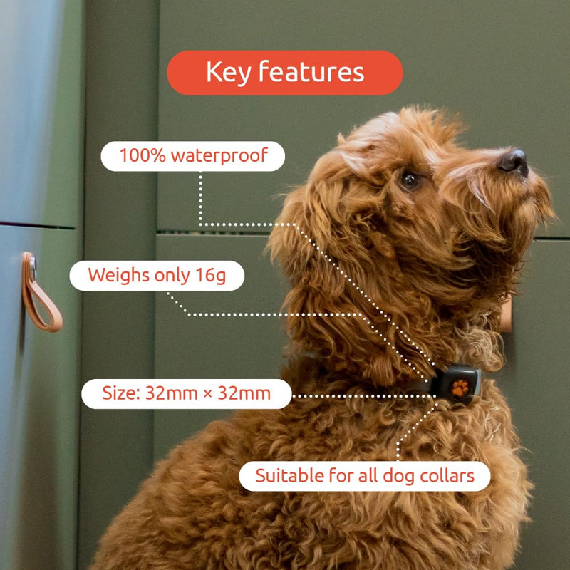 Pitpat - activity monitor for dogs - BeesActive Australia