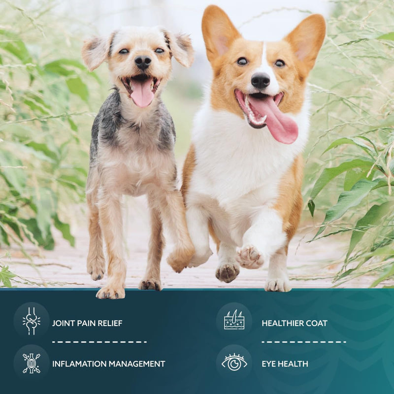 GLX3 Green Lipped Mussel Oil for Dogs | Joint & Hip Comfort Omega-3 Supplement | Ideal for All Dog Breeds and Ages | 1 Month Supply, 60 Soft Chews w/Natural Ingredients 1 pack - PawsPlanet Australia