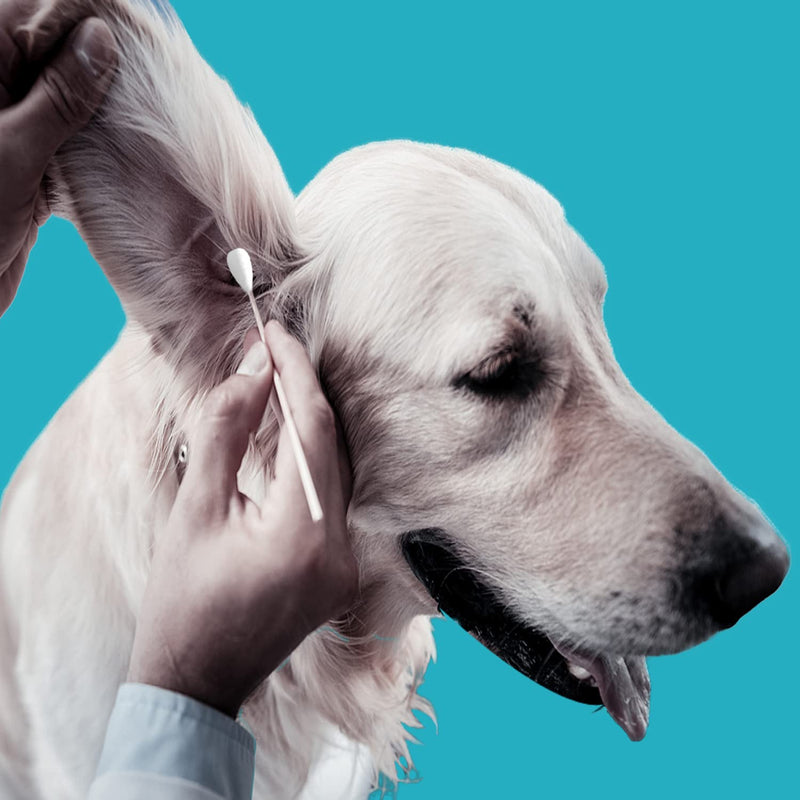 6 Inch Long Cotton Swabs,Large Cotton Buds with Bamboo Handle for Dogs, Specifically Designed for Dogs,Professional Big Cotton Swabs，Dogs Ears Large Cotton Swabs 100pcs 100 Count (Pack of 1) - BeesActive Australia