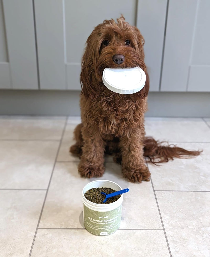 pet wiz 100% Natural Seaweed Meal for Dogs – Natural Plaque & Tartar Remover, Freshens Bad Breath & Promotes Healthy Gums – Supports Digestion & Overall Health – Made in UK (250g) Meal - 250g