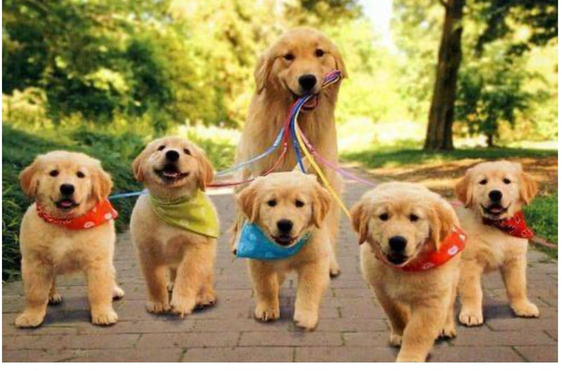Doggiedale's Just Before We Walk Spray for Dogs 1 oz