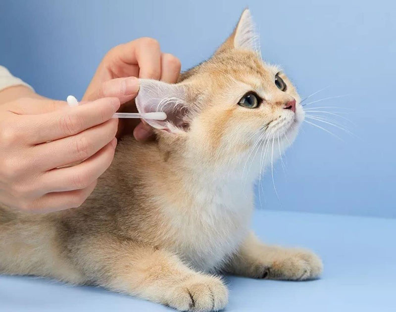 Cotton Ear Buds Swabs for Dogs & Cats, Ear Wax Infection Removal, Itchy Ear, Eye Cleaning and general Pet Cleaning 15cm long (pack of 50)