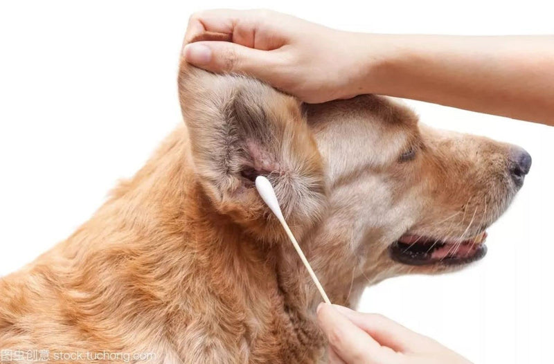 Cotton Ear Buds Swabs for Dogs & Cats, Ear Wax Infection Removal, Itchy Ear, Eye Cleaning and general Pet Cleaning 15cm long (pack of 50)