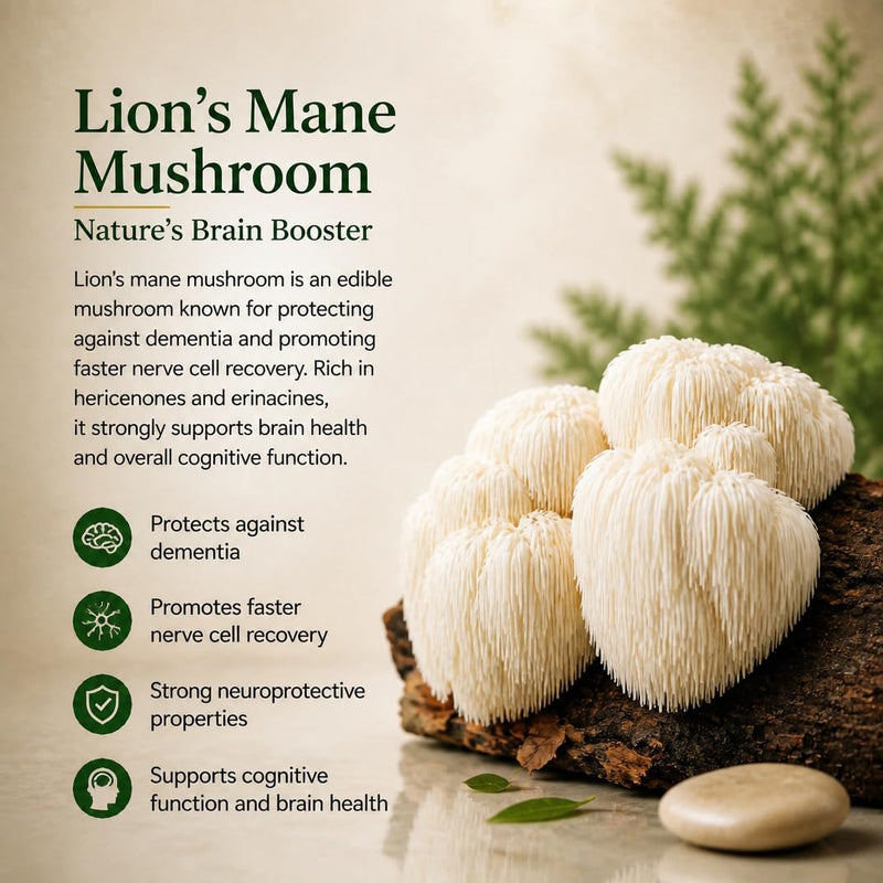 Brain Health Nootropic Supplement Lion's Mane 200mg Gotu Kola 200mg Choline 80mg Beetroots 100mg Skullcap 400mg for Memory Focus Nootropic & Brain Fog