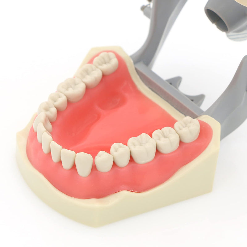 Dental Columbia 860 Type 32 Pcs Removeable Teeth Typodont Exam Restorative Model M8030 (M8030)