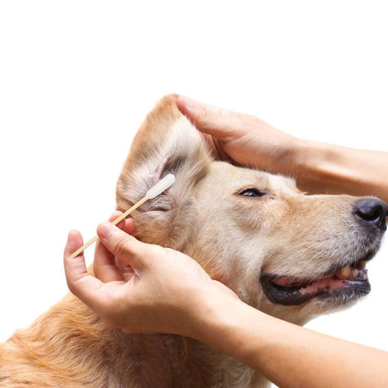 Pet Dog Ear Cleaner Cotton Buds Swab Sticks Animal Ear Cleaner Ear Remedy Cleaning Swabs for Cleaning Animals Ears Wax Infection Removal (50) 50