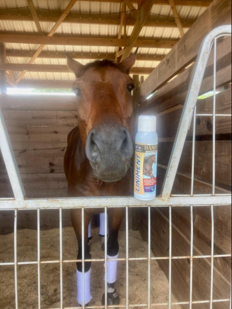 BANIXX Premium Liniment - BeesActive Australia