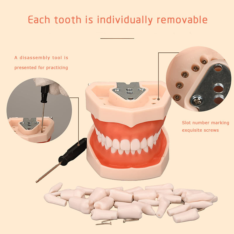 TM-021 Dental Typodont Teeth Model Completely Detachable Teaching Study Tools Typodont Articulated Anatomy Teeth Model 28 Removable Teeth, with a Small Screwdriver TM-021(28 removable teeth) - BeesActive Australia