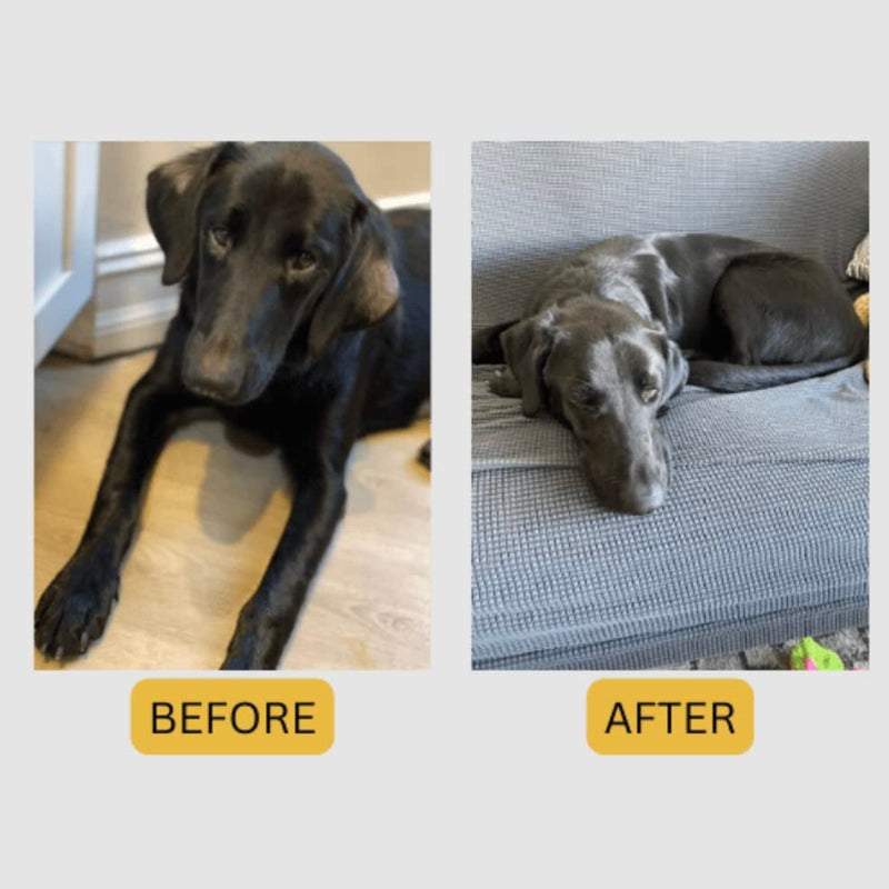 Canine BioFlavin Derm Spray - 8 oz - Unique Blend with Natural Ingredients - Relieve Discomfort, Itching, Redness, and Irritation - Soothing Relief for Healthy Coat
