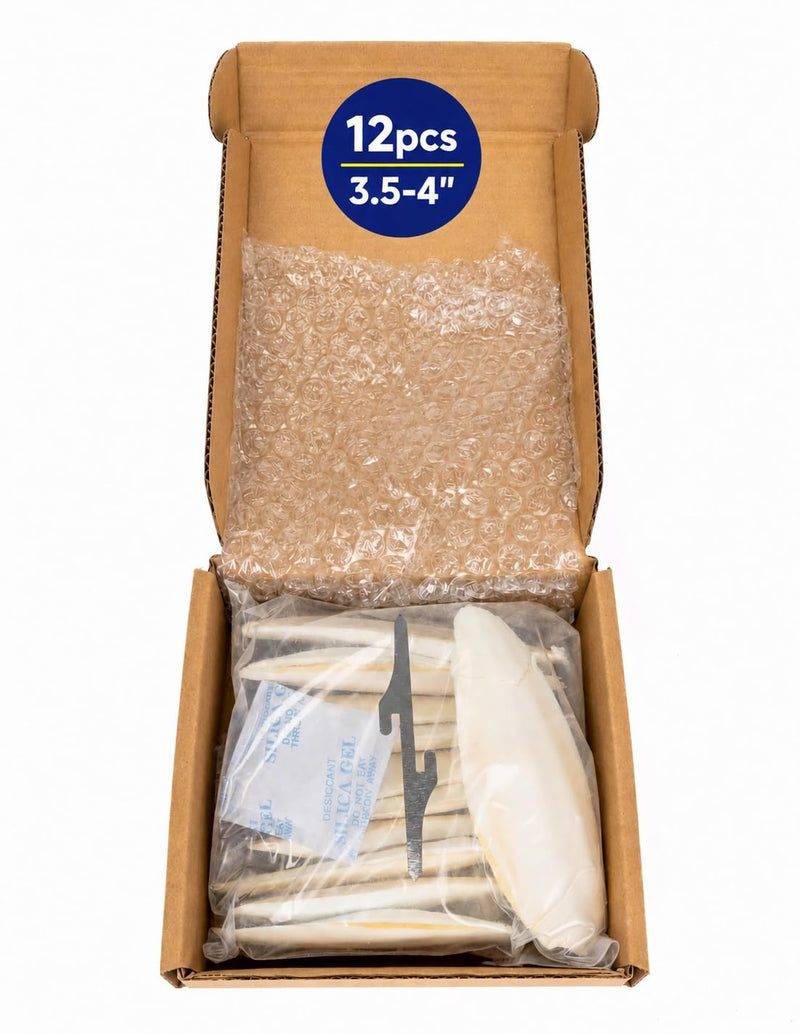 Birds LOVE 3.5-4″ Cuttlebone for Birds – 100% Natural Sun-Dried Calcium Carbonate Mineral Supplement – for Parakeets, Budgies, Cockatiels, Finches & Canaries – 12 Pack with Holder – Made in Vietnam 3.5" - 4" 12 Count (Pack of 1)