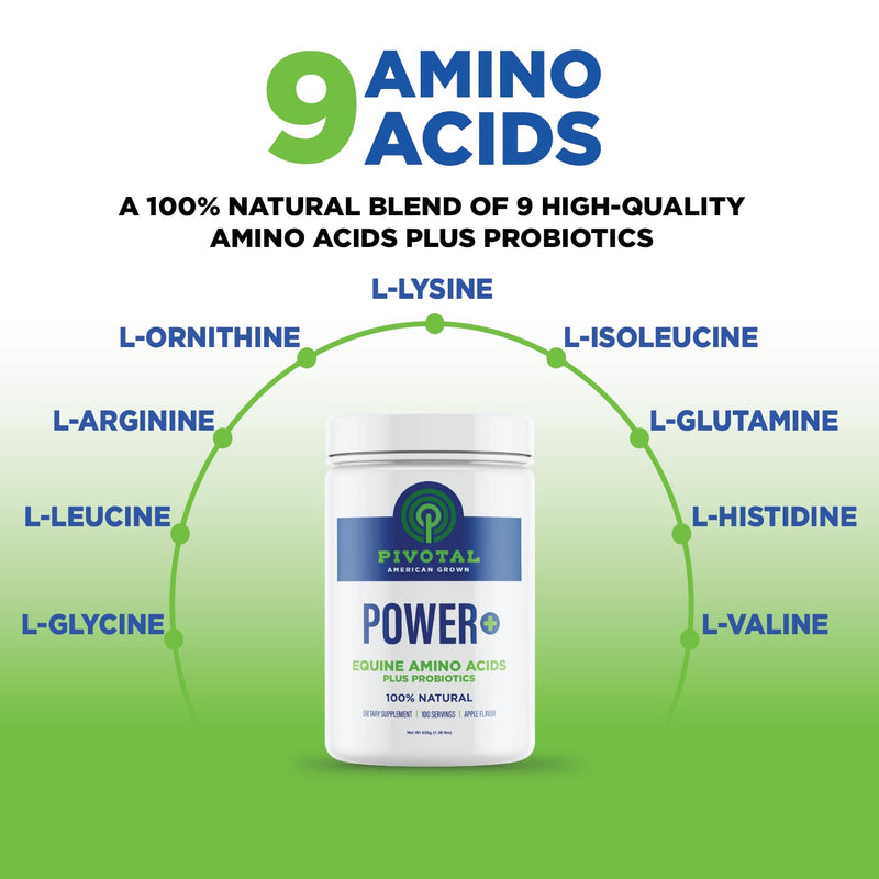 Power+ Horse Supplement (620g/1.36lbs - 100 Servings) - 9 Equine Amino Acids Plus Probiotics for Horses - No Added Sugar, No Soy, No Fillers - Horse Joint Support Supplement - BeesActive Australia