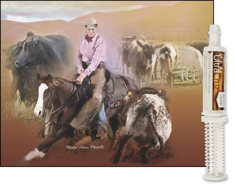 UltraCruz Livestock Probiotic Supplement, 60 ml Paste (Pack of 2) Pack of 2 - BeesActive Australia