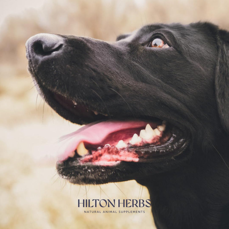 Hilton Herbs Seaweed & Rosehip Natural Dog Supplement. 100% Natural Ingredients. Daily Nutrition and Dental Care for Dogs. Help Fight Against Plaque and Combat Bad Breath. 125 g