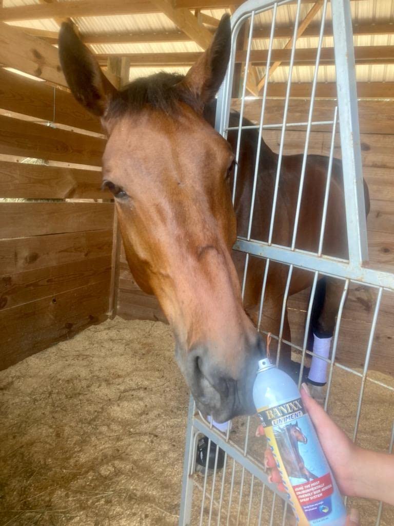 BANIXX Premium Liniment - BeesActive Australia