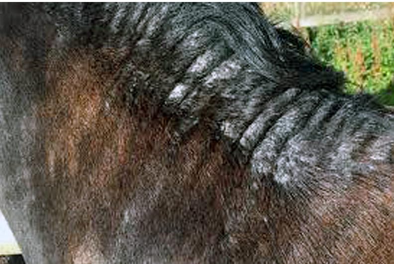 Farriers Equine Care Stop Itch Shampoo (500ml) for Horses and Donkeys