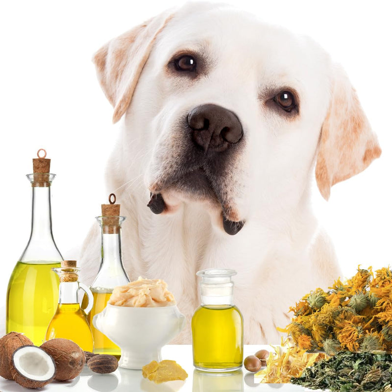 The Blissful Dog Paw Butter, Moisturizer for Dry Paw Pads, Softens and Protects a Rough Paw in Winter, Versatile, Lick-Safe Dog Paw Pad Balm, 1 oz. - PawsPlanet Australia