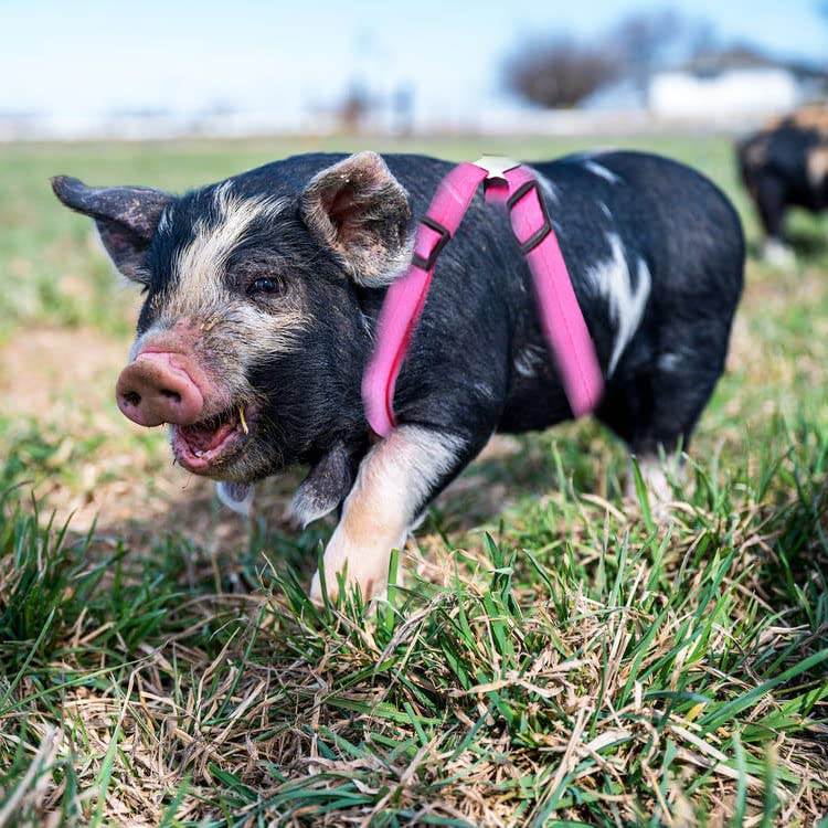 Animal Harness, Medium, Pink and Blue - 2 Pieces Adjustable Harness with Leash Set for Small Pig, Dog, Rabbit Walking, Running and Playing - BeesActive Australia
